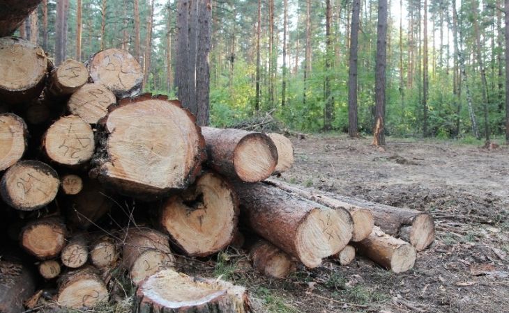 Семьи участников СВО получат древесину на строительство дома вне очереди. Фото: akzs.ru