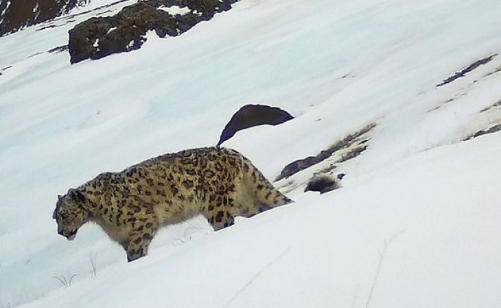 Снежный барс был обнаружен на плато Укок в Горном Алтае